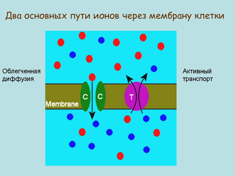 Два основных пути ионов через мембрану клетки Облегченная диффузия Активный транспорт